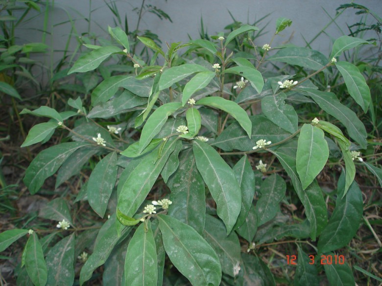 Cây Nhàu nước. Morinda persicaefolia Ham. var. oblonga Pit. - Cây Thuốc Nam Quanh Ta
